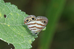 Euptychia jesia