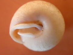 Euchemotrema leaii aliciae