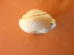 Euchemotrema leaii aliciae