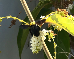 Xylocopa pubescens