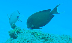 Acanthurus tennentii