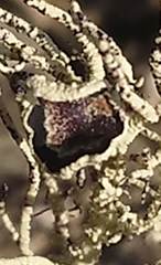 Usnea aurantiaco-atra