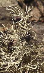 Usnea aurantiaco-atra