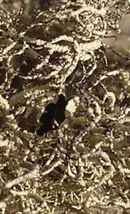 Usnea aurantiaco-atra