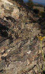 Usnea aurantiaco-atra