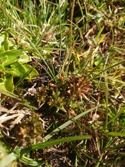 Euphrasia antarctica