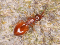 Ceraphronoidea