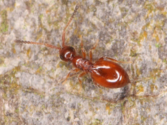 Ceraphronoidea