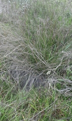 Calamagrostis effusa