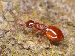 Ceraphronoidea