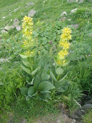 Gentiana lutea lutea