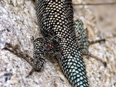 Eutrombicula lipovskyana