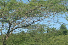 Melopyrrha violacea