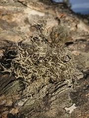 Usnea aurantiaco-atra