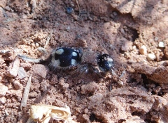 Ronisia barbarula