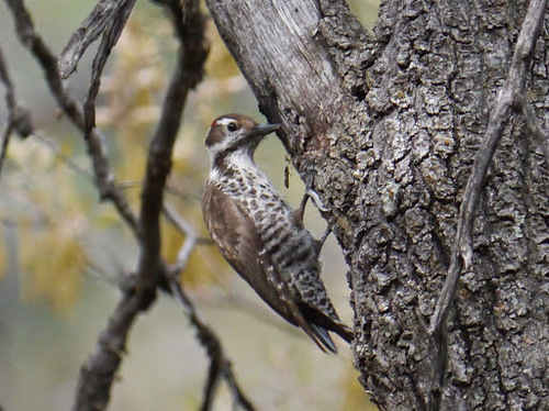 Leuconotopicus arizonae