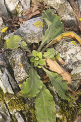 Pseudoturritis turrita