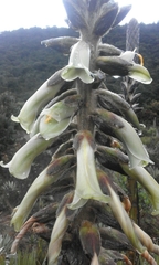 Puya nitida