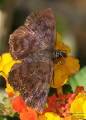 Pellicia arina