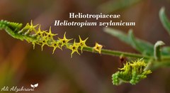 Heliotropium zeylanicum