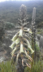 Puya nitida