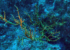 Subergorgia suberosa