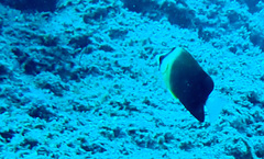 Chaetodon blackburnii