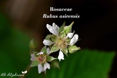 Rubus asirensis