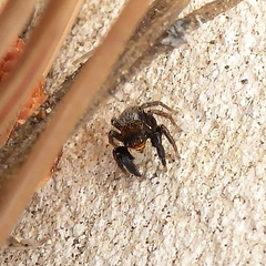 Euophrys herbigrada
