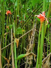 Etlingera elatior