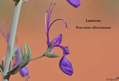 Teucrium oliverianum