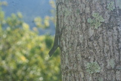 Anolis distichus