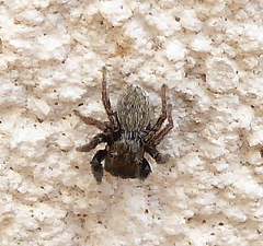 Euophrys herbigrada