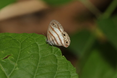Euptychia jesia