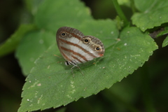 Euptychia jesia