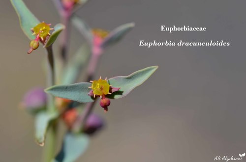 Dragon spurge (Euphorbia dracunculoides)