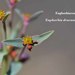 Euphorbia dracunculoides - Photo (c) Ali Mohammed Alzahrani,  זכויות יוצרים חלקיות (CC BY-NC)