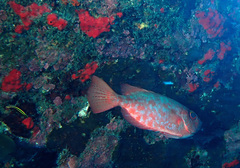 Heteropriacanthus carolinus
