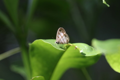Euptychia jesia