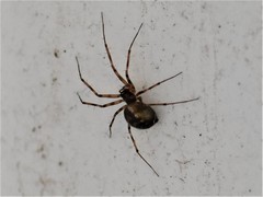 Lepthyphantes