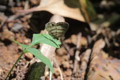 Euptychia jesia