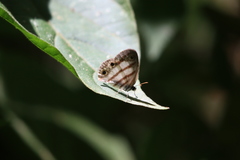 Euptychia jesia