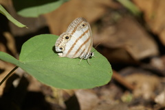 Euptychia jesia
