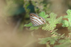 Euptychia jesia