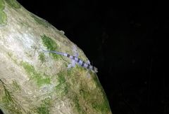 Hemidactylus eniangii