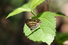 Euptychia jesia