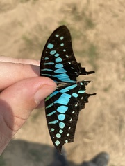 Graphium policenes