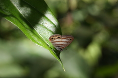Euptychia jesia