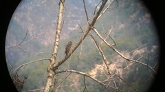 Indicator xanthonotus