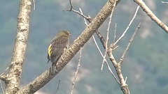 Indicator xanthonotus